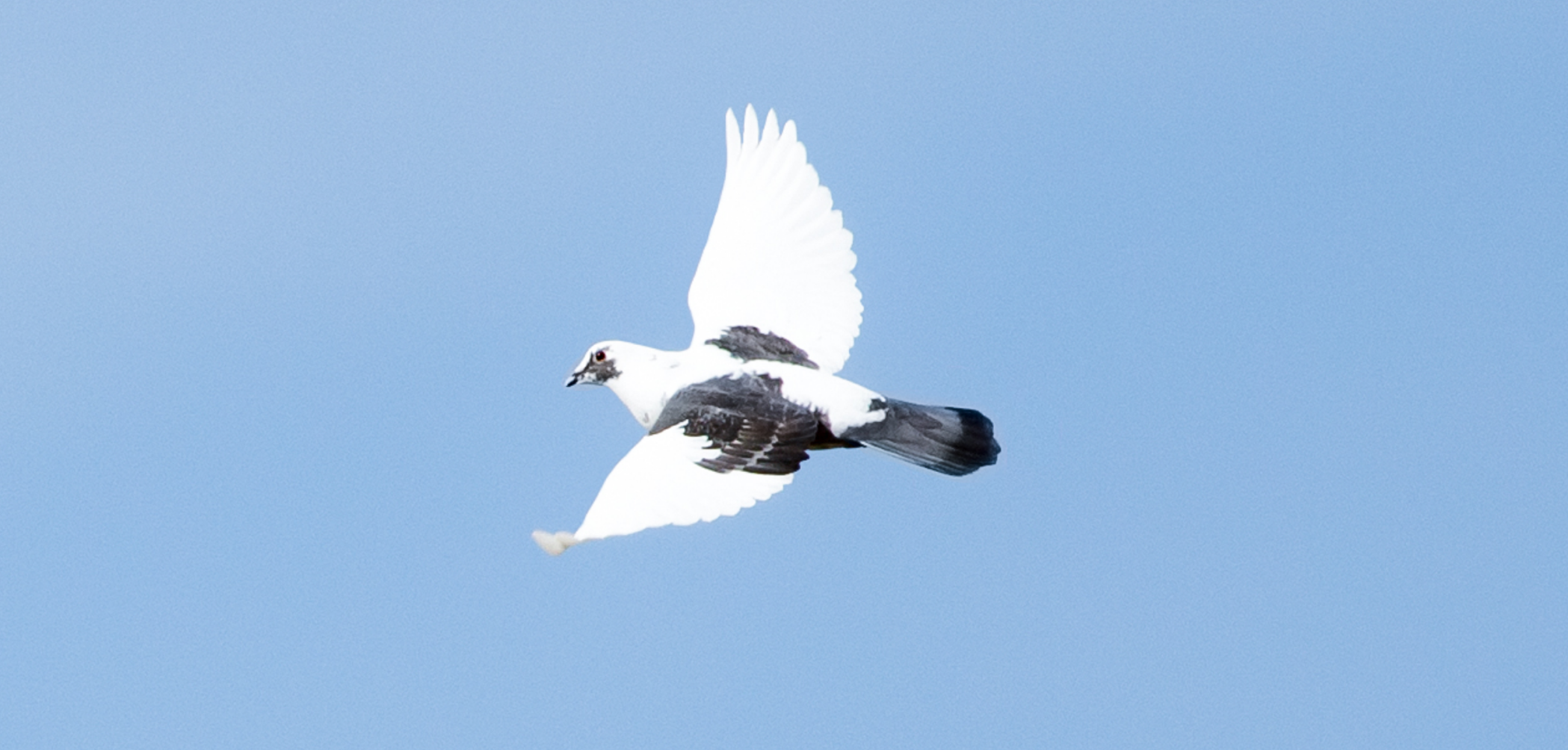 Rock doves in flight — Laitche, CC BY-SA 4.0